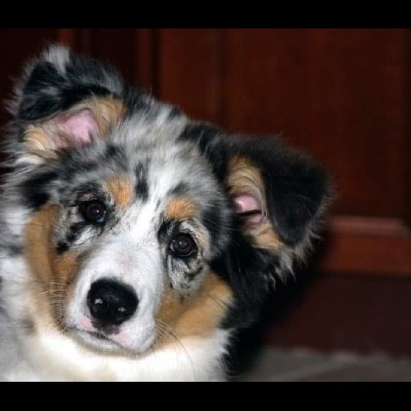 Meet your Posher, Taz - Picture 1 of 1